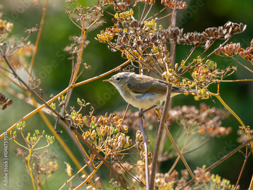 Chiffchafff BIrd Perched on Cow Parsley