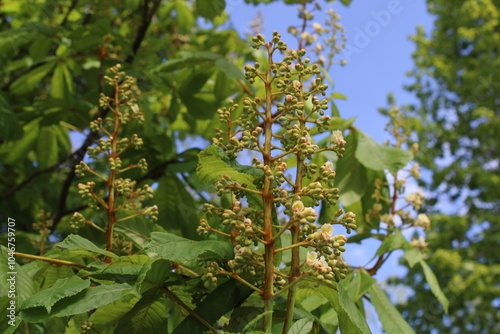 European Horse chestnut, White Horse Chestnut, Marronnier d'Inde - Aesculus hippocastanum - Sapindaceae, Sapindacées photo