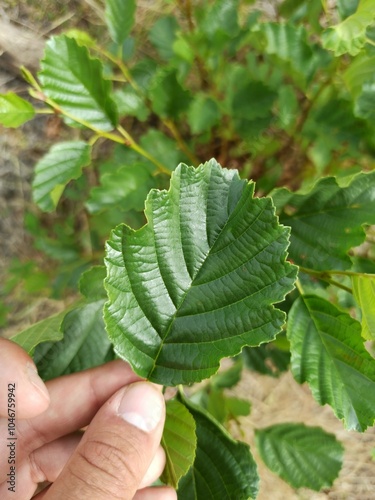 Common alder, European black alder, Aulne glutineux, Aulne noir, Aulne poisseux - Alnus glutinosa - Betulaceae, Bétulacées photo