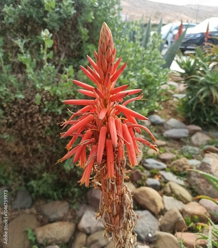 krantz aloe, candelabra aloe, aloès arborescent, aloe candélabre, corne de bélier - Aloe arborescens - Asphodelaceae, Asphodelacées photo