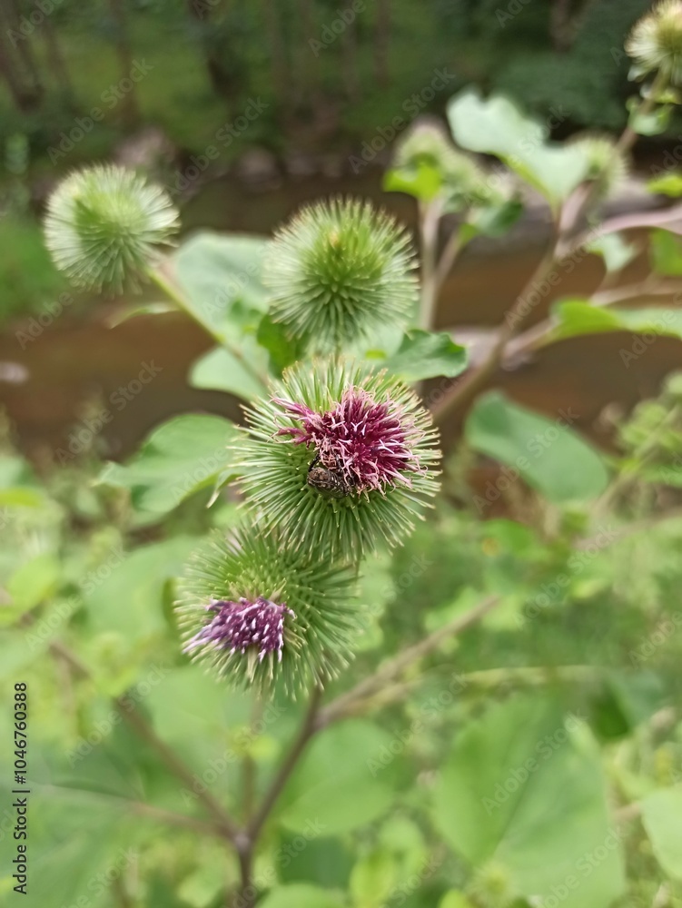 Bardane, Beggar's Buttons, Edible Burdock, Gobo, Greater Burdock, Snake's Rhubarb, Thorny Burr, Grande bardane, Bardane officinale, Bardane commune - Arctium lappa - Asteraceae, Astéracées Bardane, Beggar's Buttons, Edible Burdock, Gobo, Greater Burdock, Snake's Rhubarb, Thorny Burr, Grande bardane, Bardane officinale, Bardane commune - Arctium lappa - Asteraceae, Astéracées