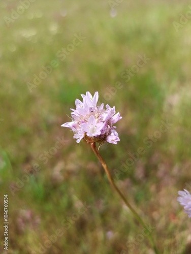 Jersey Thrift, plantain-leaved thrift, Armérie des sables, Gazon d'Espagne - Armeria Arenaria - Plumbaginaceae, Plumbaginacées