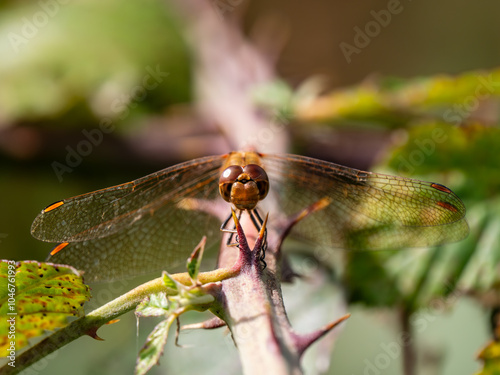 Female Common Darter Resting on Bramble