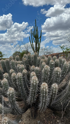 Caatinga photo