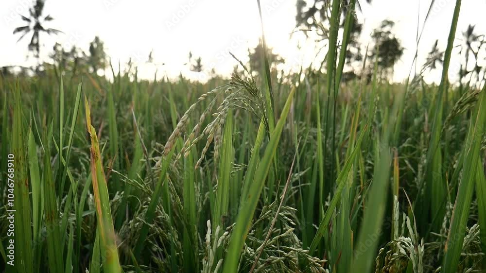 camera passes through rice plants with sunset panorama, sunlight between rice plants. walking among rice fields. camera passes through rice plants with sunset panorama, sunlight between rice plants. walking among rice fields.
