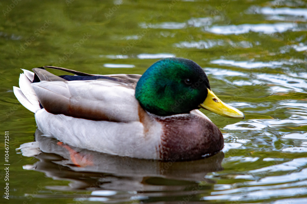 Fototapeta premium Erpel auf dem Wasser