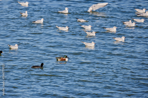 a group of waterfowl on a lake on a sunny day