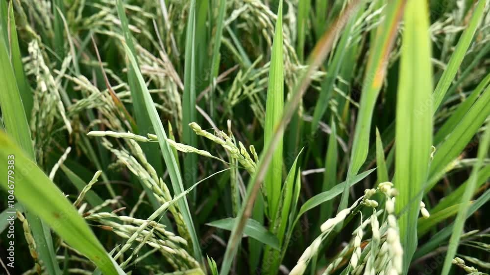 insect pests that are on rice plants insect pests that are on rice plants