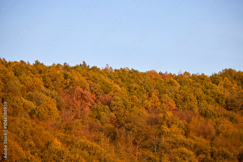 landscape with colorful trees during autumn