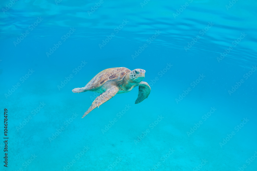 Fototapeta premium Green Turtle at Perhentian island, Malaysia