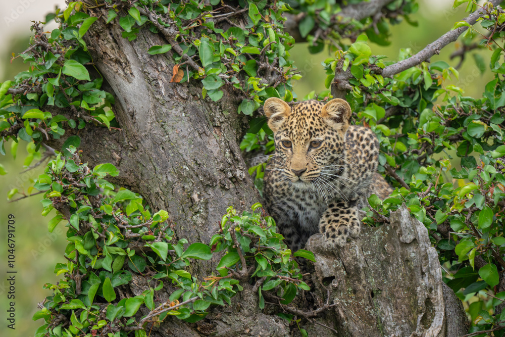 Obraz premium Leopard cub lies looking down from tree