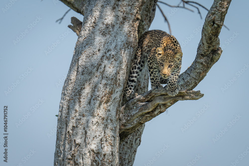 Leopard cub crouches in tree looking down Leopard cub crouches in tree looking down