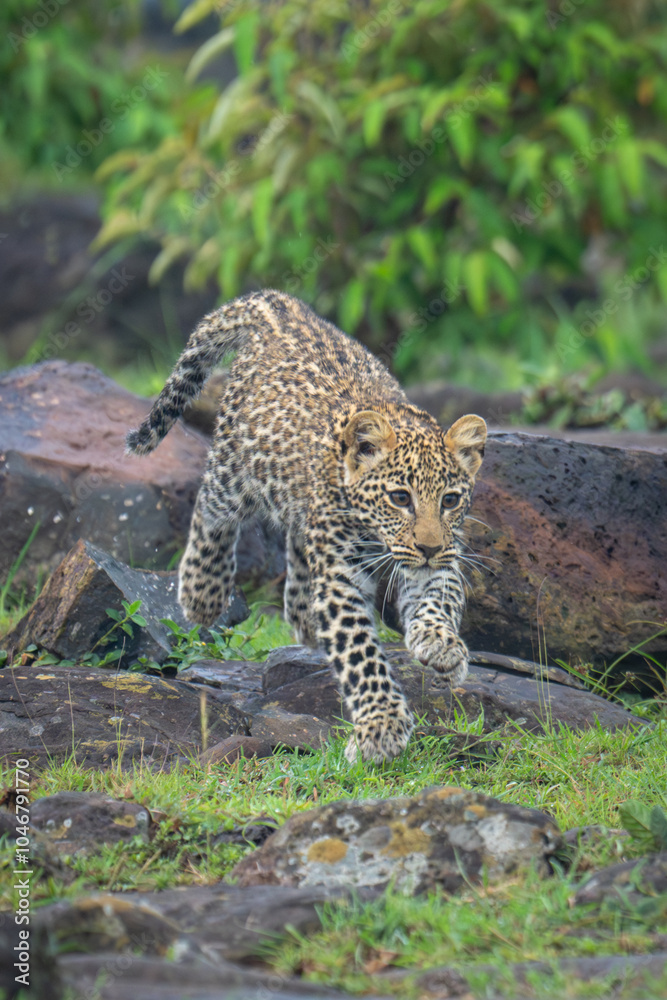 Fototapeta premium Leopard cub jumps off rock lifting paws