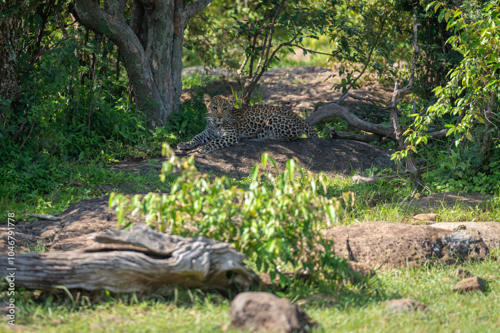 Leopard cub lies in bushes by tree Leopard cub lies in bushes by tree