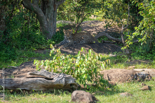 Leopard cub lies in bushes by tree