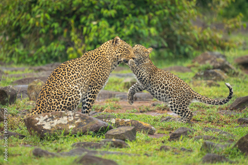 Leopard cub greets mother sitting between rocks photo