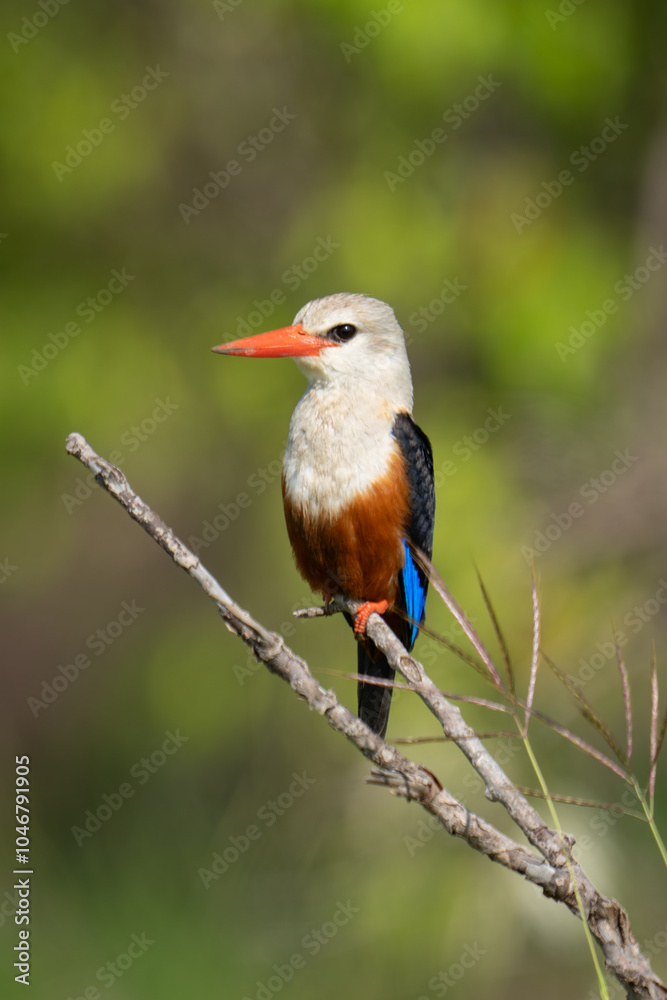 Naklejka premium Grey-headed kingfisher on bare branch with catchlight