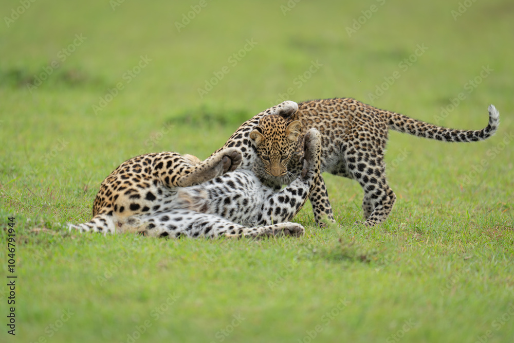 Fototapeta premium Leopard and cub lie wrestling on grass