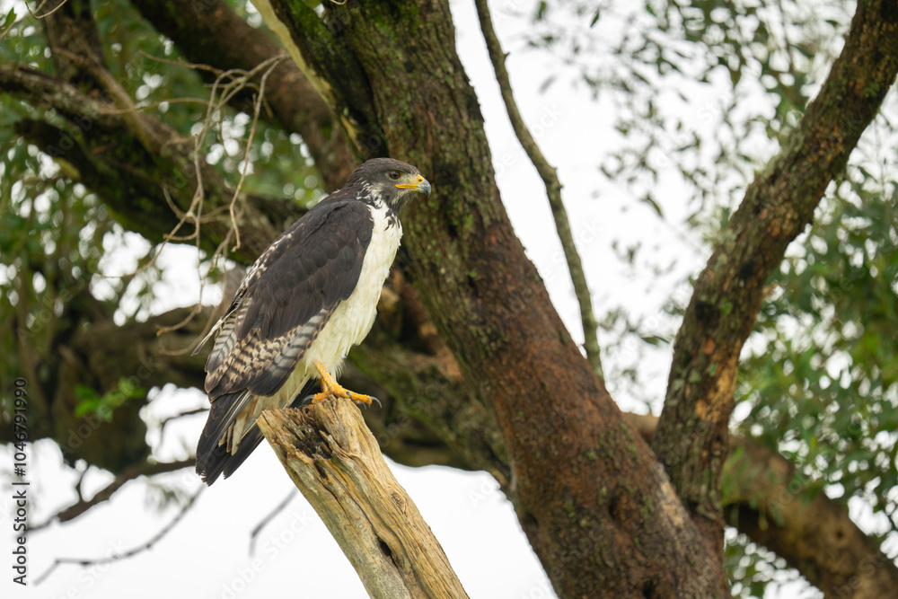 Great sparrowhawk in profile on tree stump Great sparrowhawk in profile on tree stump