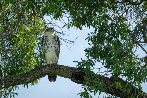 Juvenile augur buzzard looks down from tree photo