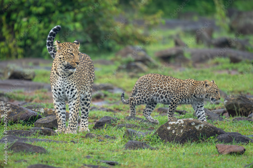 Obraz premium Female leopard stands watching cub cross rocks