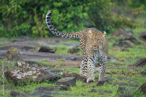 Female leopard walks towards camera through rocks photo