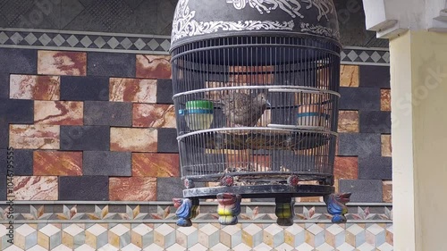 A black ornate birdcage with a gray turtledove inside sits on a brick wall with a patterned mosaic design. The cage has a green water dish and a decorative wooden perch
