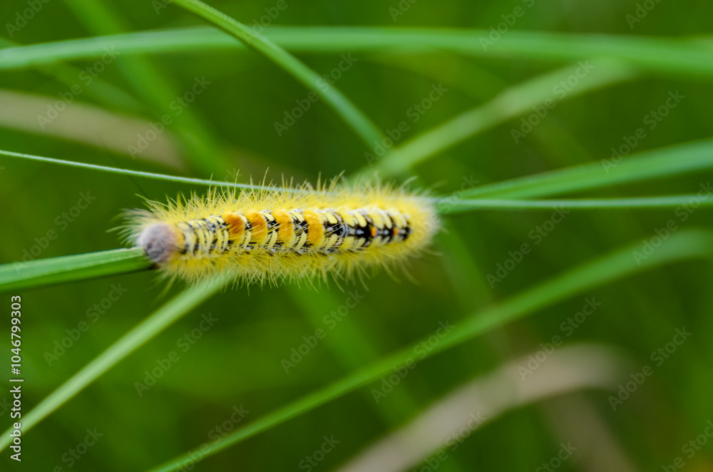 A vibrant yellow caterpillar with striking black and white patterns along its body A vibrant yellow caterpillar with striking black and white patterns along its body