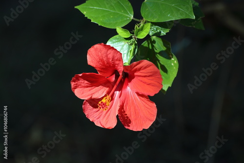 Hibiscus rosa-sinensis is a flowering plant known as Chinese hibiscus, China rose, Hawaiian hibiscus, rose mallow, shoeblack plant. photo