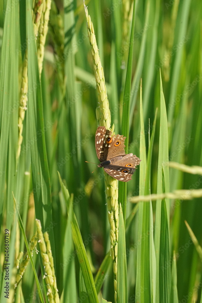Obraz premium butterfly on a green rice field