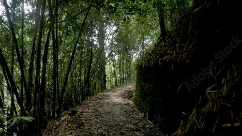 walking on a path lined with bamboo trees, the atmosphere of the Indonesian Southeast Asian forest.