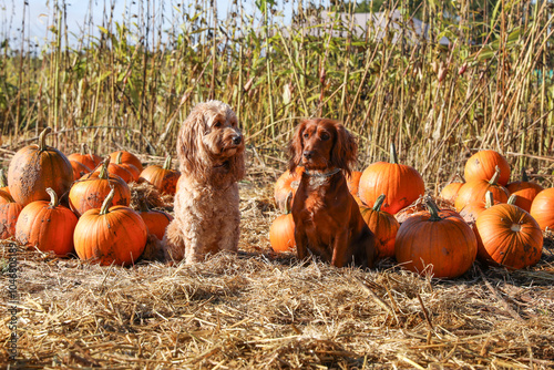 Pumpkin picking