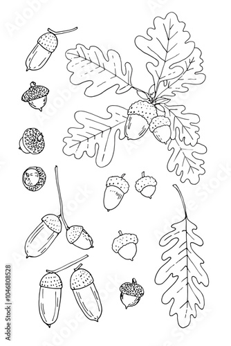 Oak leaves and acorns. Sketch botany line vector drawing
