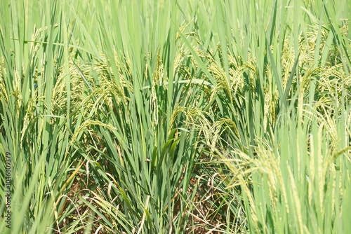 landscape - scenery green rice field