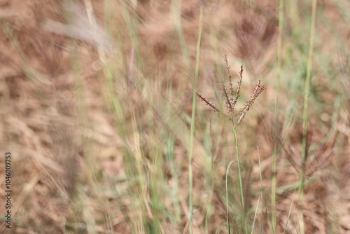 close up of bothriochloa ischaemum  (bearded finger grass)  photo