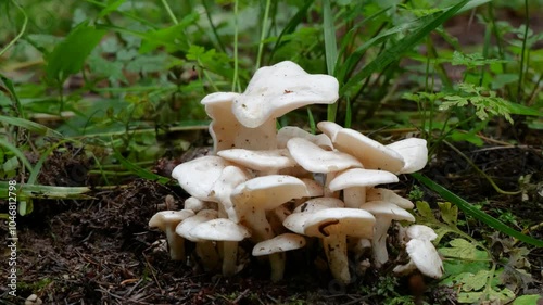 Weisser Büschelrasling (LEUCOCYBE CONNATA) photo