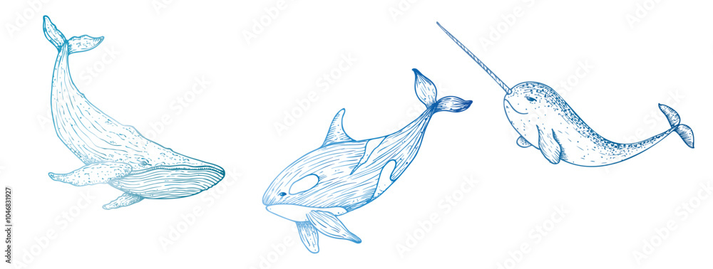 Obraz premium Vector killer whale, orca. Hand painted Big whale. Graphic narwhal with a long horn, clip art isolated on background. Underwater illustration. For designers, invitations, decoration, postcards