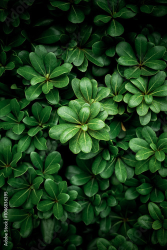 Wallpaper Mural Planta con hojas color verde Torontodigital.ca