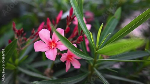 Wallpaper Mural Flor color rosa Torontodigital.ca