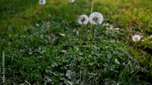 Wallpaper Mural Diente de león Torontodigital.ca