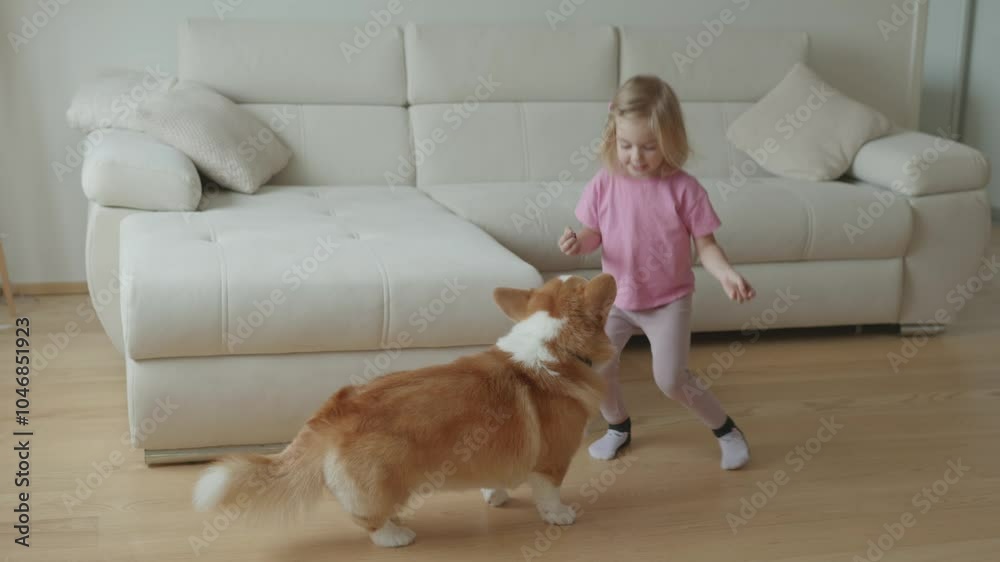 A little girl teaches her corgi puppy tricks at home in a cozy living room setting