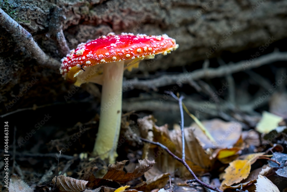 Snail consuming vibrant red amanita muscaria mushroom on forest floor, showcasing nature’s intricate interactions. Snail consuming vibrant red amanita muscaria mushroom on forest floor, showcasing nature’s intricate interactions.