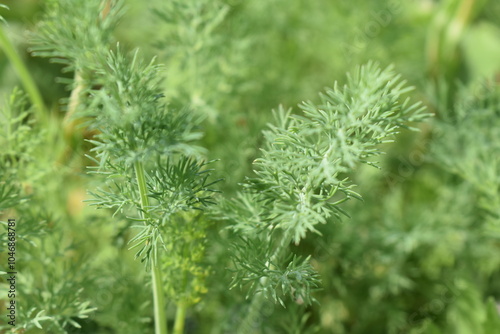 Dill greens