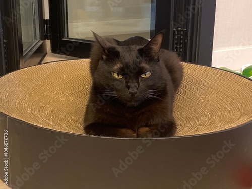 a black sleepy with its eyes closed on a round scratcher. photo