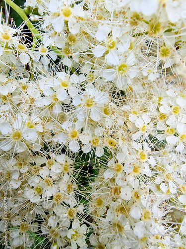 Closeup of False spirea (Sorbaria sorbifolia) blossoming photo