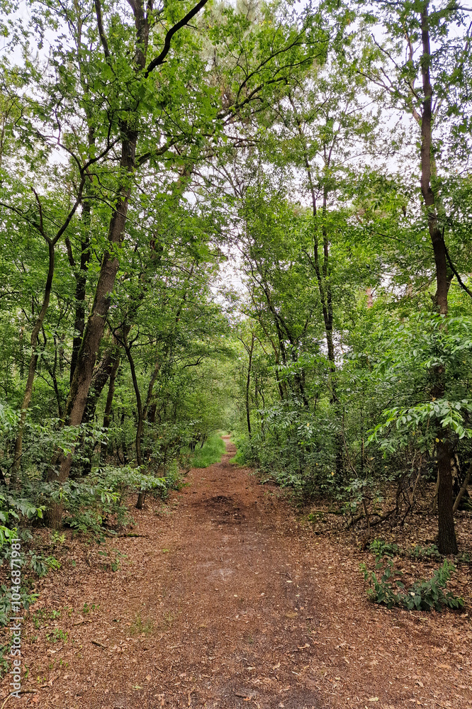 Wood-path in deciduous forest Wood-path in deciduous forest