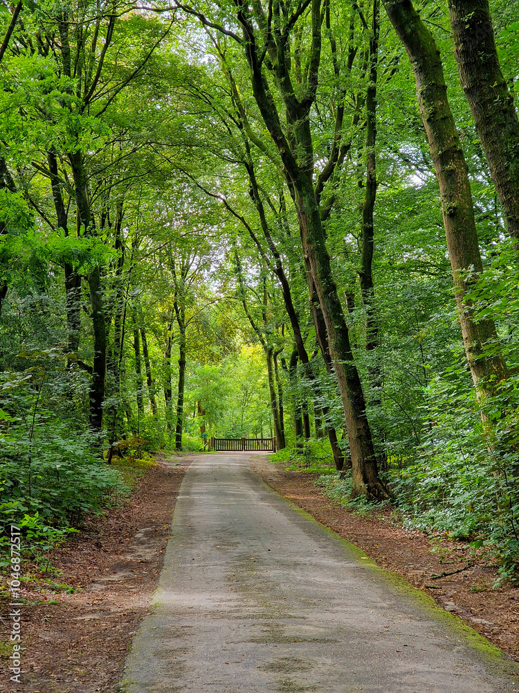 Fototapeta premium Road through desiduous forest to gate of camping site