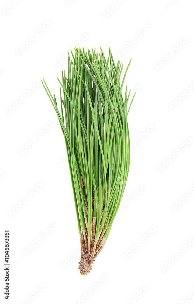 Pine natural green sprig on isolated background. Coniferous. Cut out design element. Ecology, holiday, Christmas, New Year's Eve Pine natural green sprig on isolated background. Coniferous. Cut out design element. Ecology, holiday, Christmas, New Year's Eve