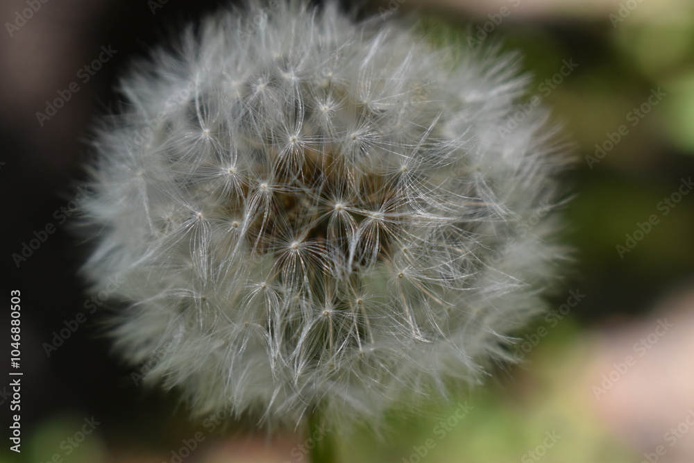 Fototapeta premium dandelion