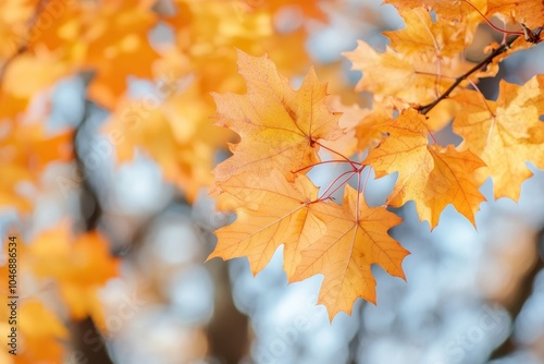 Close-up of vibrant yellow maple leaves on a branch with blurred background.